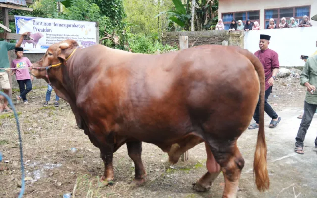Bupati hingga Forkopimda Ambil Bagian dalam Kurban Iduladha di Kabupaten Sinjai