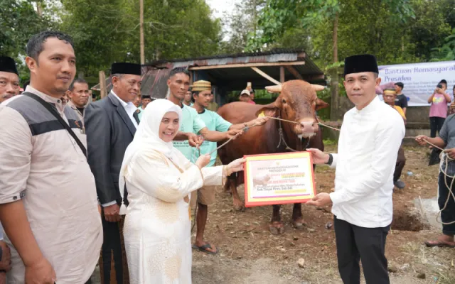 Bupati Ratnawati Dampingi Penyembelihan Sapi Kurban Presiden Seberat 1 Ton Lebih di Sinjai Selatan