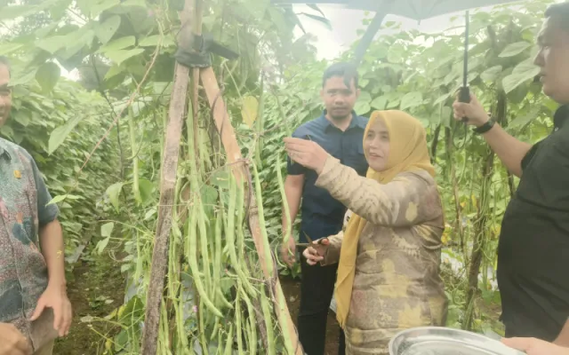 Panen Buncis di Desa Arabika, Bupati Ratnawati Apresiasi Produktivitas Kelompok Tani Mitra Horti