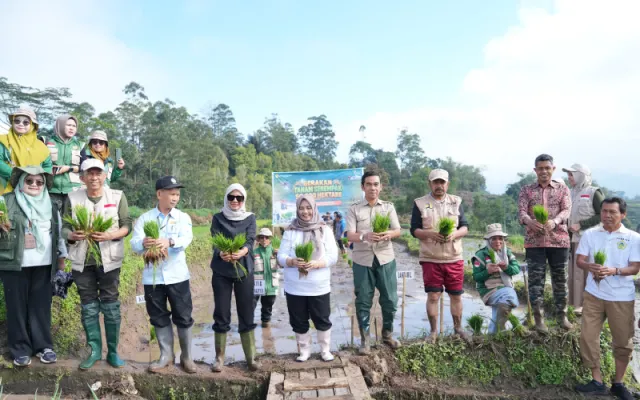 Bupati Ratnawati Turun ke Sawah, Sinjai Ikut Gerakan Tanam Padi Serentak Nasional