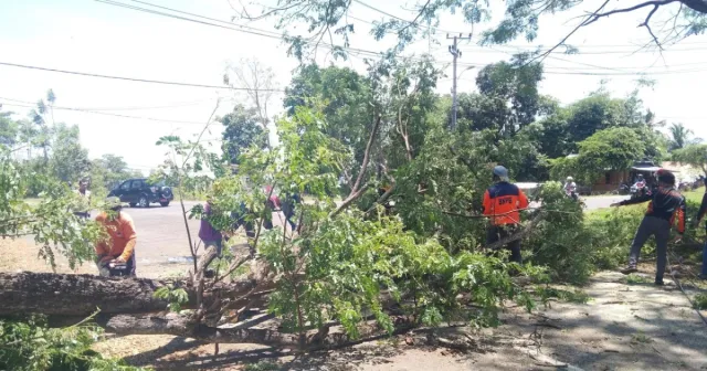 Instruksi Wabup, Tim Terpadu "Gerakan Sinjai Bersih" Lakukan Penataan Kabel dan Pemangkasan Pohon di Area Kantor Bupati