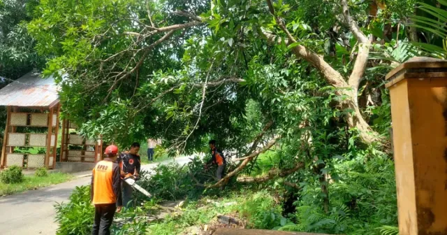 BPBD Sinjai Gerak Cepat Evakuasi Pohon Tumbang di Jalan Veteran