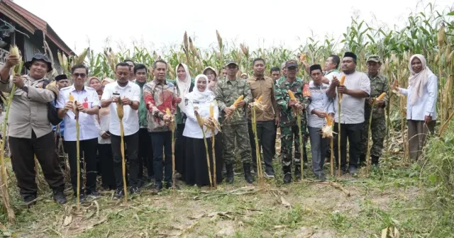 Panen Jagung Hibrida, Bupati Sinjai Dorong Ketahanan Pangan Berkelanjutan