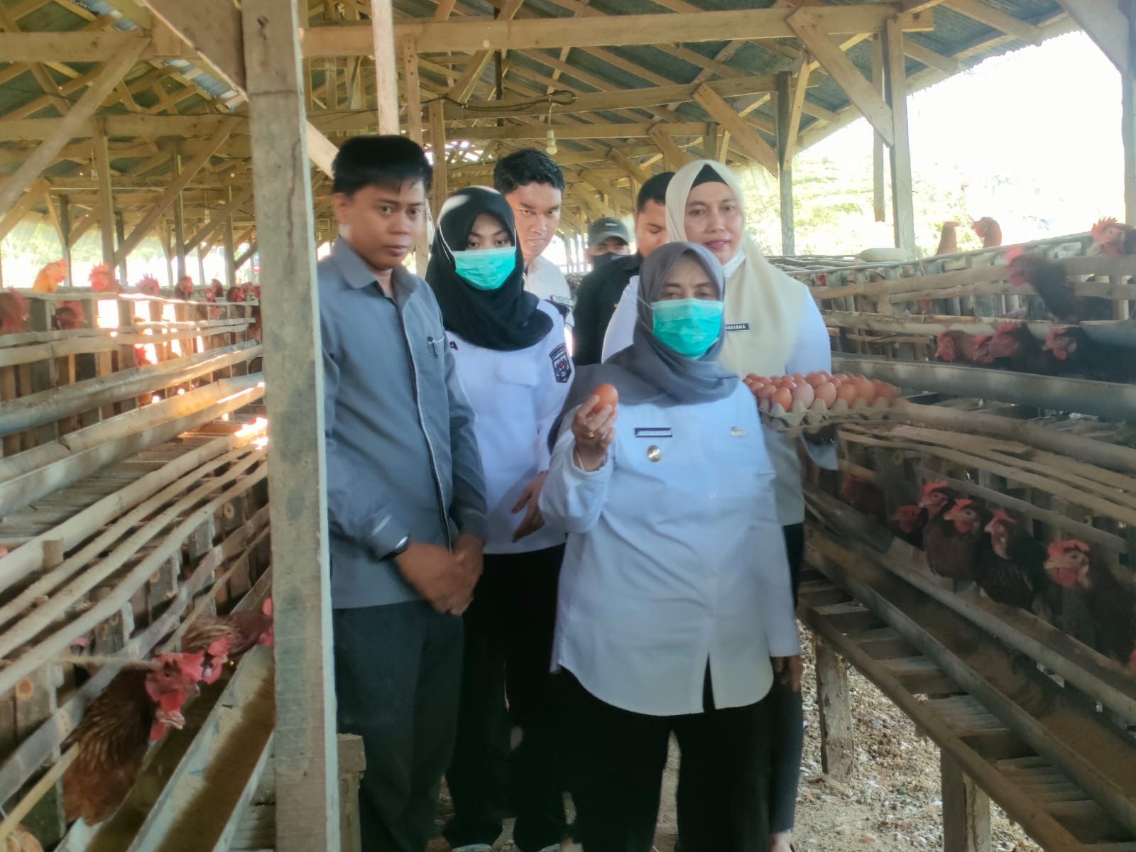 Kunjungi Produksi Ayam Petelur “Sipatokkong”, Bupati Ratnawati Dorong Bumdes Jadi Penyalur Bahan Pangan MBG