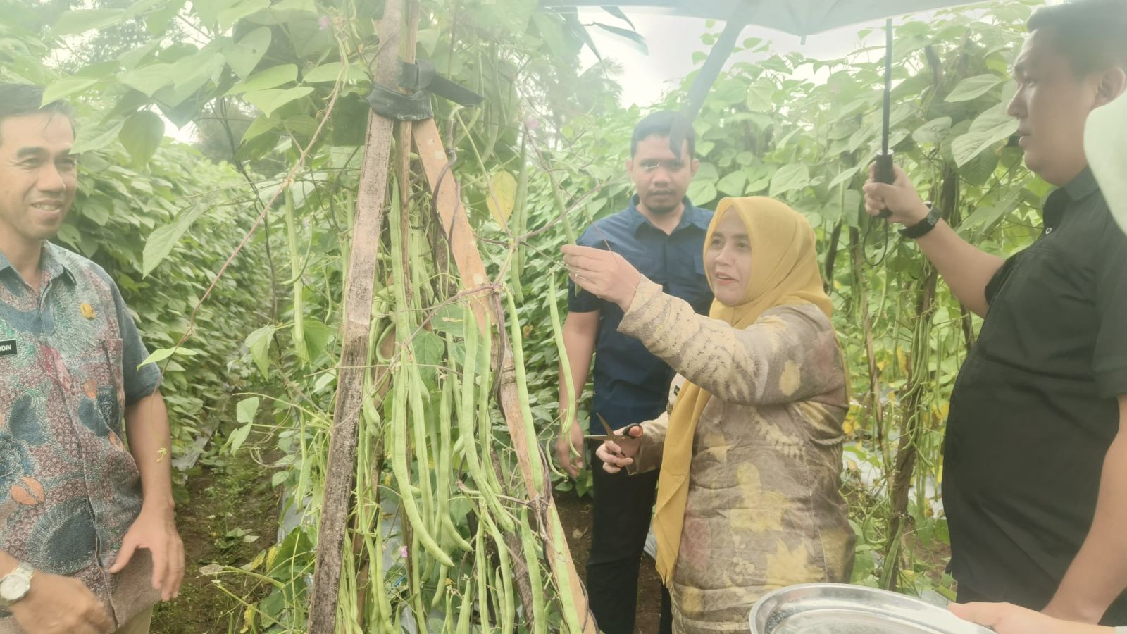 Panen Buncis di Desa Arabika, Bupati Ratnawati Apresiasi Produktivitas Kelompok Tani Mitra Horti
