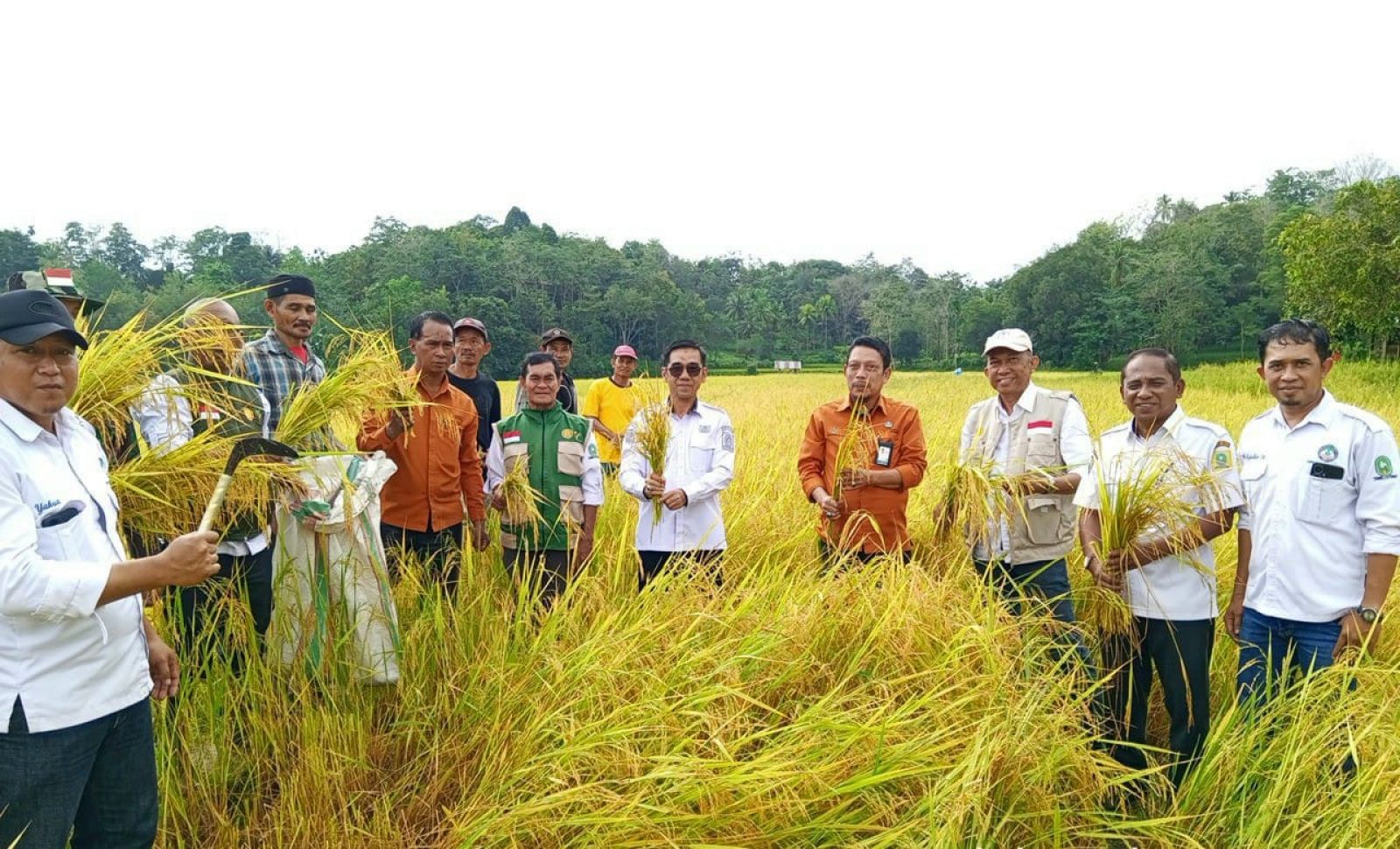 Produktivitas Padi di Sinjai Meningkat, Hasil Ubinan Capai 5,2 Ton per Hektare