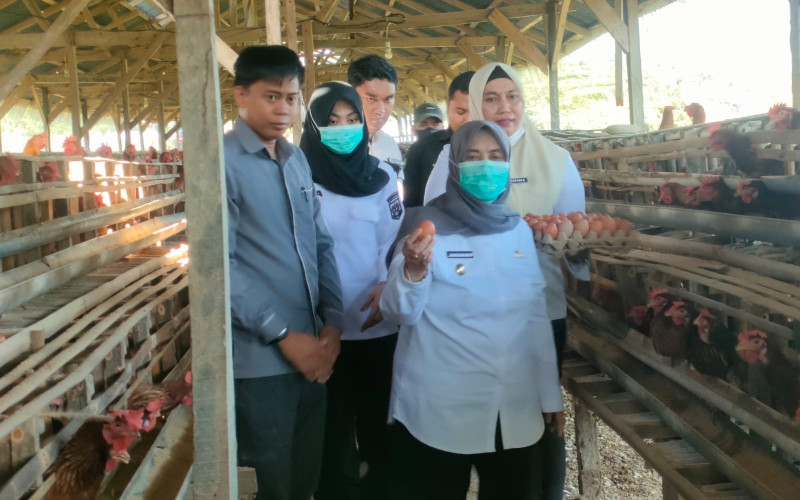 Kunjungi Produksi Ayam Petelur “Sipatokkong”, Bupati Ratnawati Dorong Bumdes Jadi Penyalur Bahan Pangan MBG