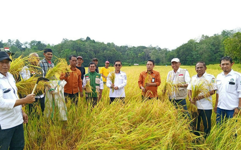 Produktivitas Padi di Sinjai Meningkat, Hasil Ubinan Capai 5,2 Ton per Hektare