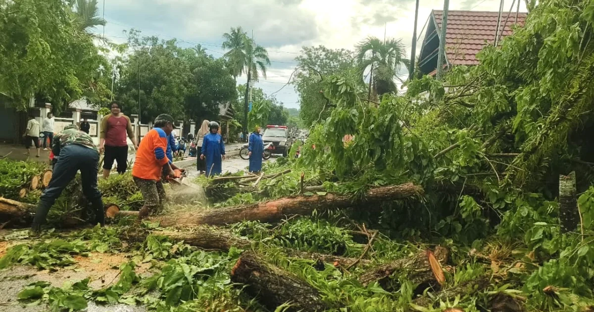 Sejumlah Pohon Besar Tumbang Diterjang Angin Kencang, Bupati Sinjai Imbau Warga Tingkatkan Kewaspadaan