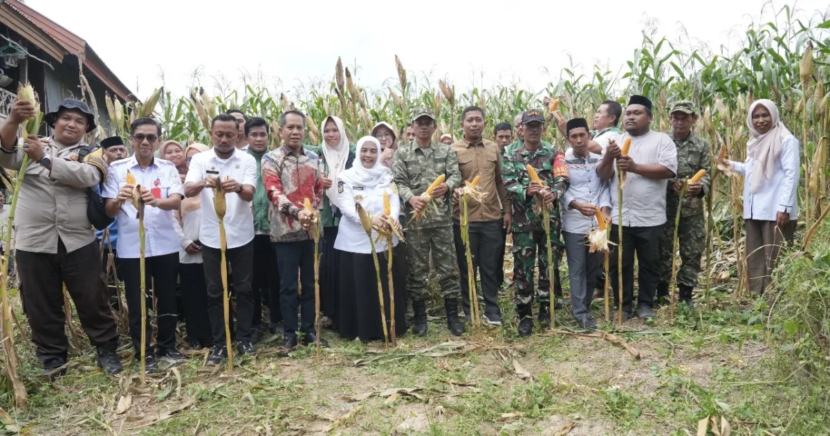 Panen Jagung Hibrida, Bupati Sinjai Dorong Ketahanan Pangan Berkelanjutan